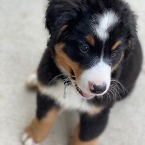 Meet your Posher, Pasquale